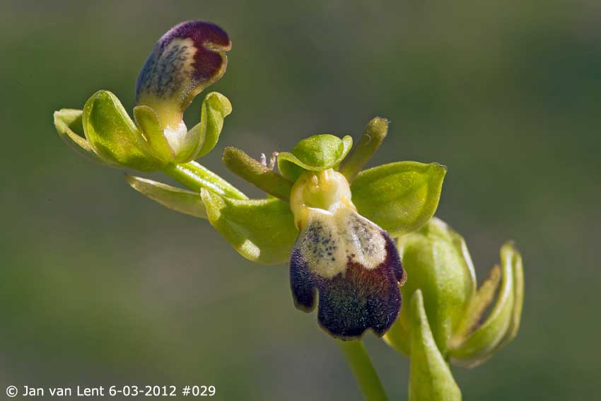 6 mrt12 029 Ophrys sitiaca, Alifanta 20x30cm, copy 72dpi
