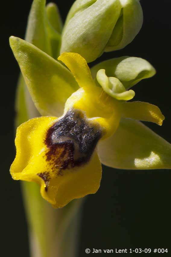 Ophrys sicula, Eftalou, © Jan van Lent 1-3-09 #004
