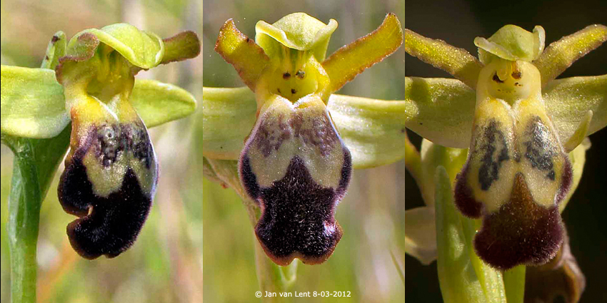 Ophrys sitiaca's Alifanta 