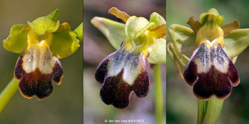 x5) BEW4 3 Ophrys sitiaca-leucadica, copy, 72dpi op4, Alifantá