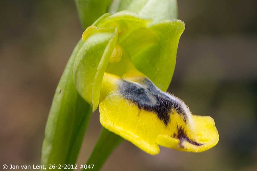 Ophrys sicula, Eftalou, © Jan van Lent 26-2-2012 #049