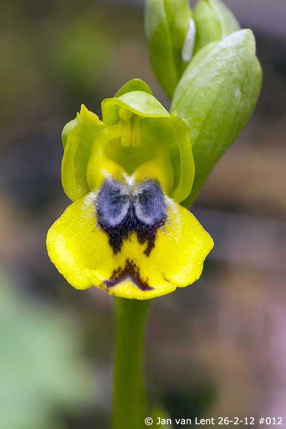 Ophrys sicula, Eftalou, © Jan van Lent 26-02-2012 #012,