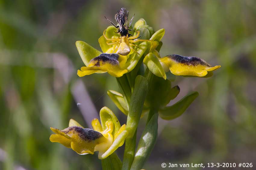 Ophrys sicula, Eftalou, © Jan van Lent 26-2-2012 #049
