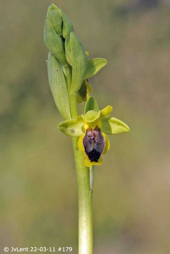 Ophrys phryganae, Alifantá © Jan van Lent 22-03-2011 #179