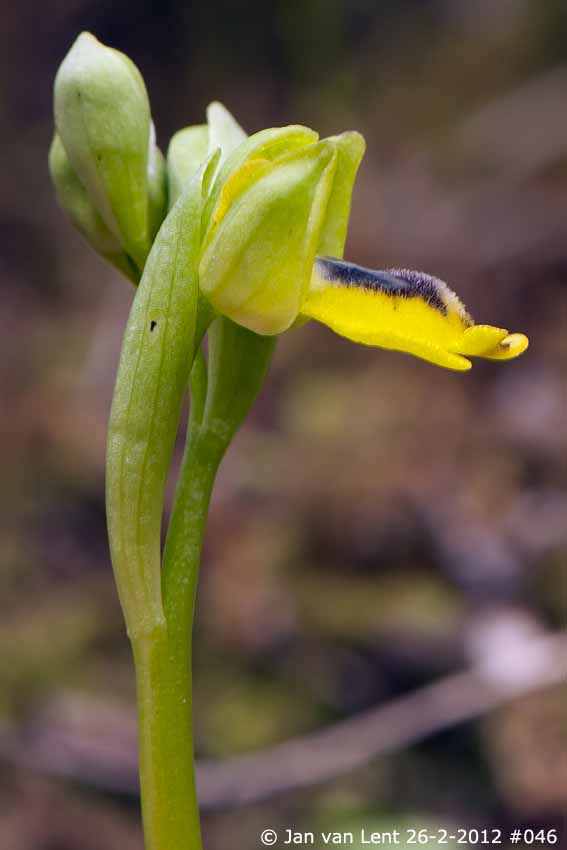 26 febr 12 046 BEW4 20x30cm, 72dpi, Ophrys sicula, Eftalou