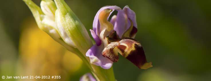 x1) 21 apr 12 355 BEW4 Ophrys masticorum, Liota, copy, 26x10cm, 72dpi