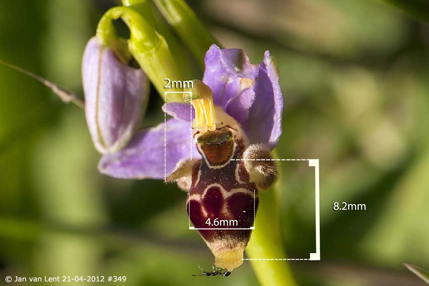 x5) 21 apr 12 349 BEW4 Ophrys masticorum met maten, 20x30cm. 72dpi