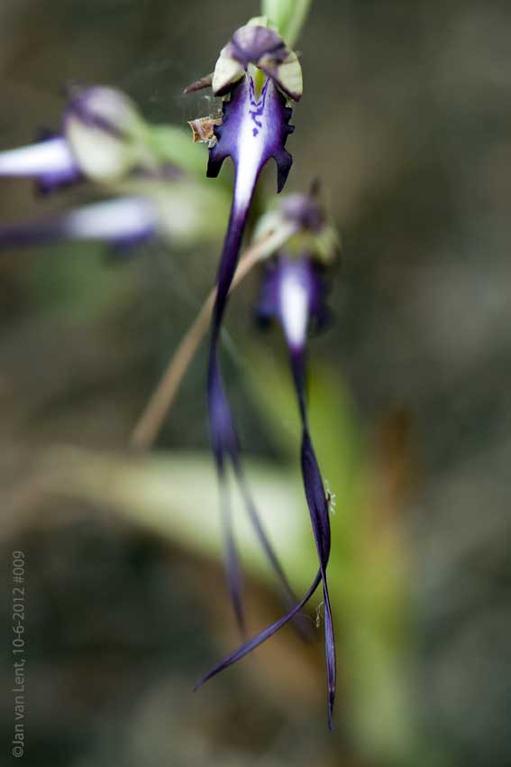 Himantoglossum caprinum, Sanatorio Agiasos. © JvL 10-6-12 #009