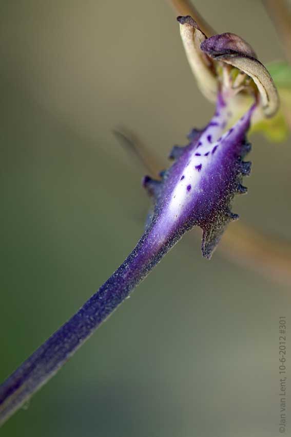 Himantoglossum caprinum, Megalochori, © JvL 10-6-12 #301