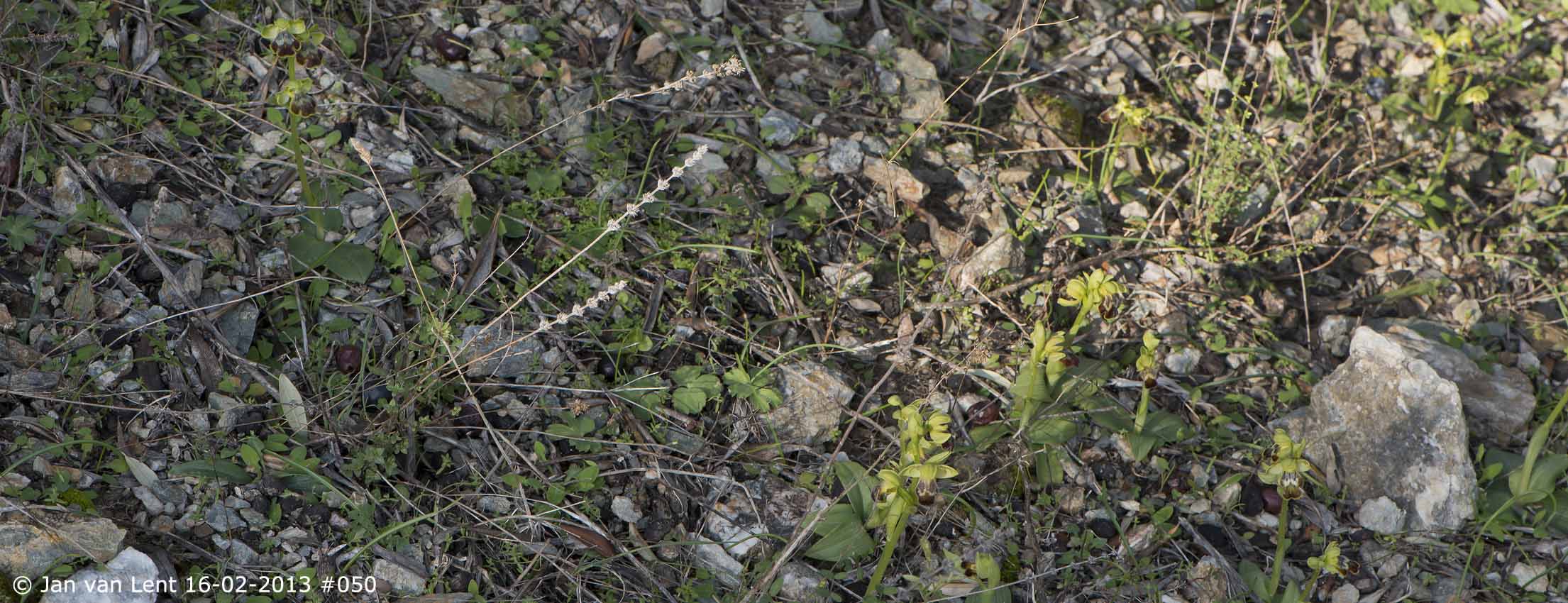 Early Ophrys at Plakés, © JvL 16-02-2013 #050