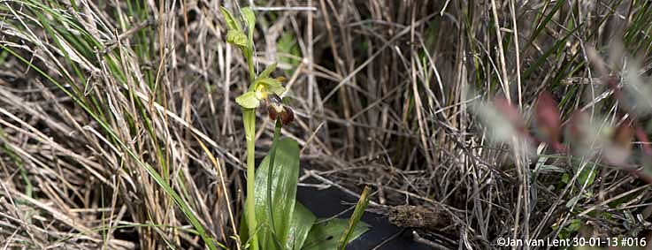 Ophrys sancti-isidorii Alifantá, ©Jan van Lent 30-01-13 #016 