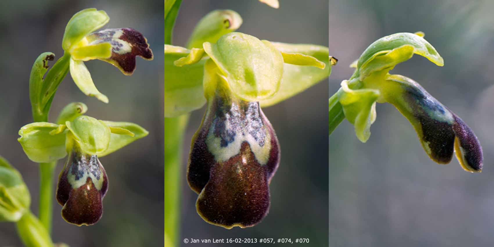 Ophrys sancti-isidorii at Plakés, © JvL 16-02-2013 #057, #074, #070