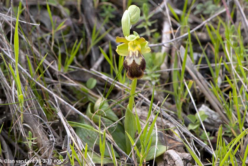Ophrys sancti-isidorii, Alifantá ©Jan van Lent 18-2-11 #067 