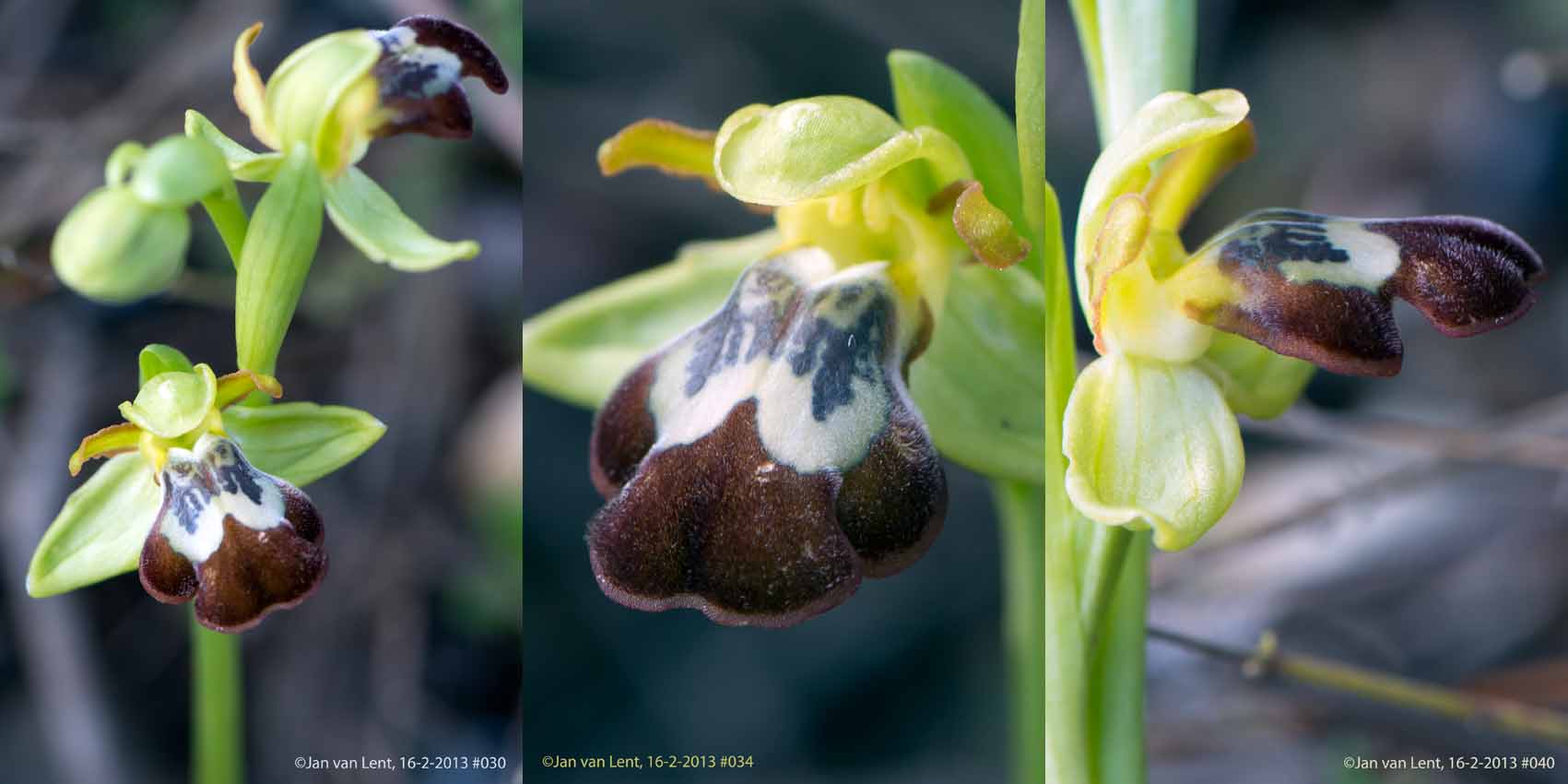 Ophrys leucadica at Plakés, © JvL 16-02-2013 #030, #034, #040