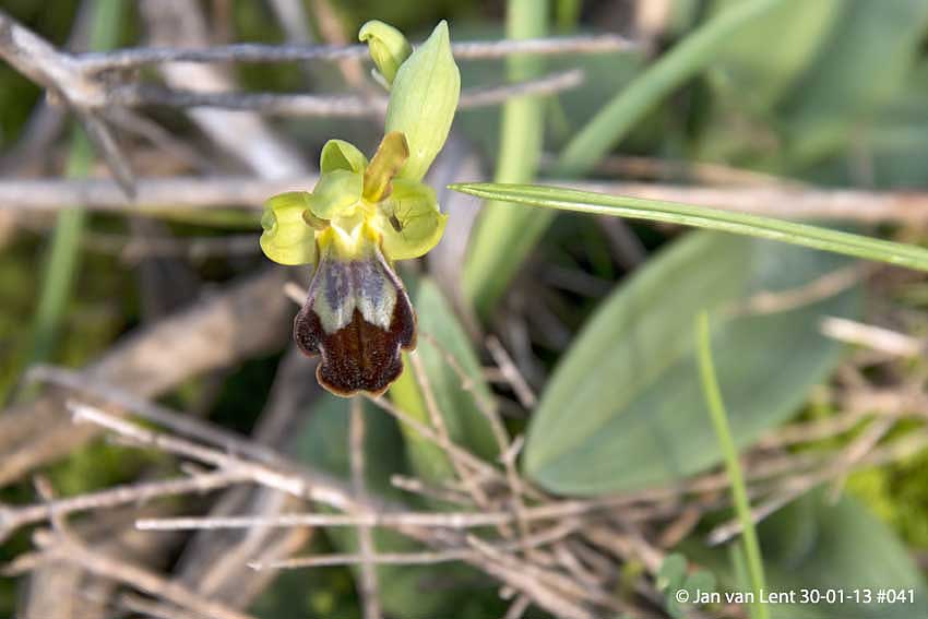 Ophrys (fusca ssp.) sancti-isidorii, Anemomilos, © JvL 30-01-13 #041