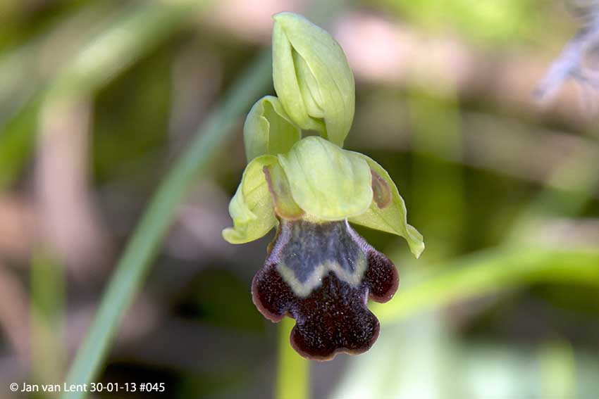 Ophrys sancti-isidorii or Ophrys lindia? Anemomilos, © JvL 30-01-13 #45