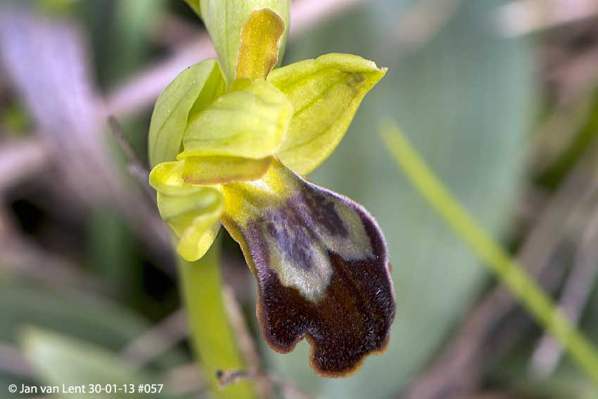 Ophrys (fusca ssp.) sancti-isidorii, Anemomilos, © JvL 30-01-13 #057