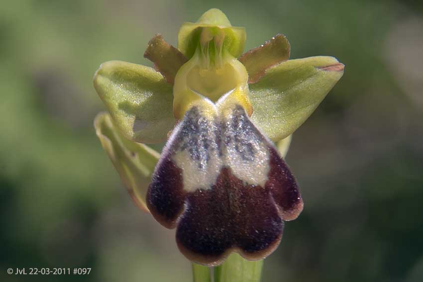 Ophrys leucadica at Alifantá, © JvL 22-03-2011 #097