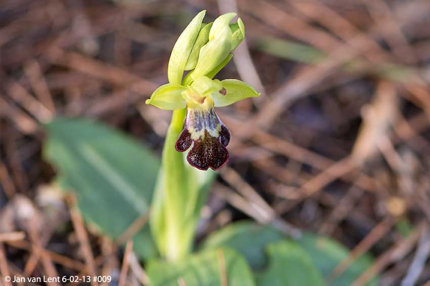 Ophrys (fusca ssp.) sancti-isidorii, Lambou Mili, © JvL 6-02-13 #009