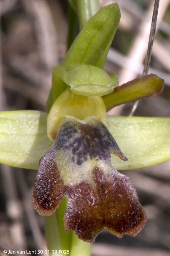 Ophrys sancti-isidorii, Alifantá, © Jan van Lent 30-01-13 #013 