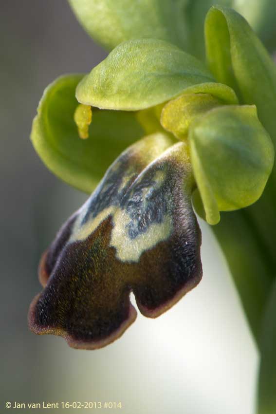 Ophrys. leucadica, Plakés, © JvL 16-02-2013 #014