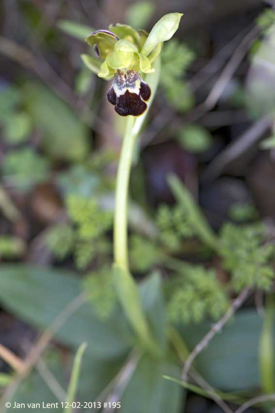 Ophrys. leucadica, Anemomilos, © JvL 12-02-2013 #195