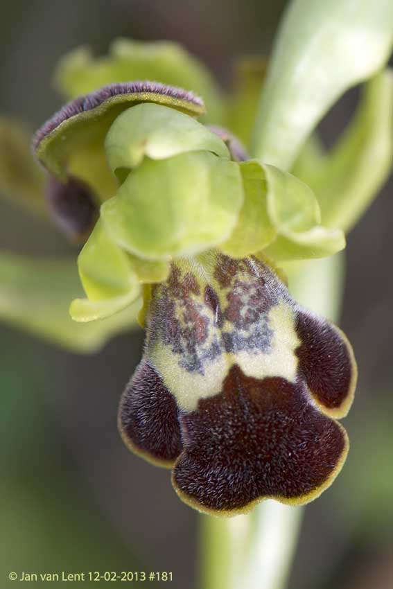 Ophrys. leucadica, Anemomilos, © JvL 12-02-2013 #181