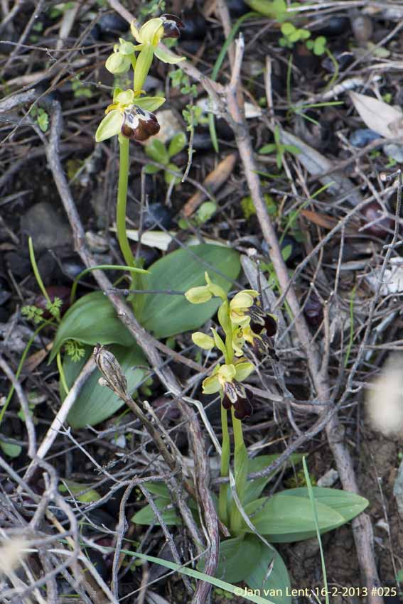 Ophrys leucadica & sancti-isidorii, Plakés, © JvL 16-02-2013 #025