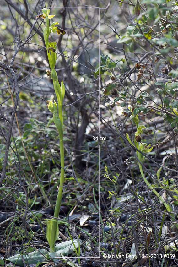 Ophrys sancti-isidorii, Plakés, © JvL 16-02-2013 #059