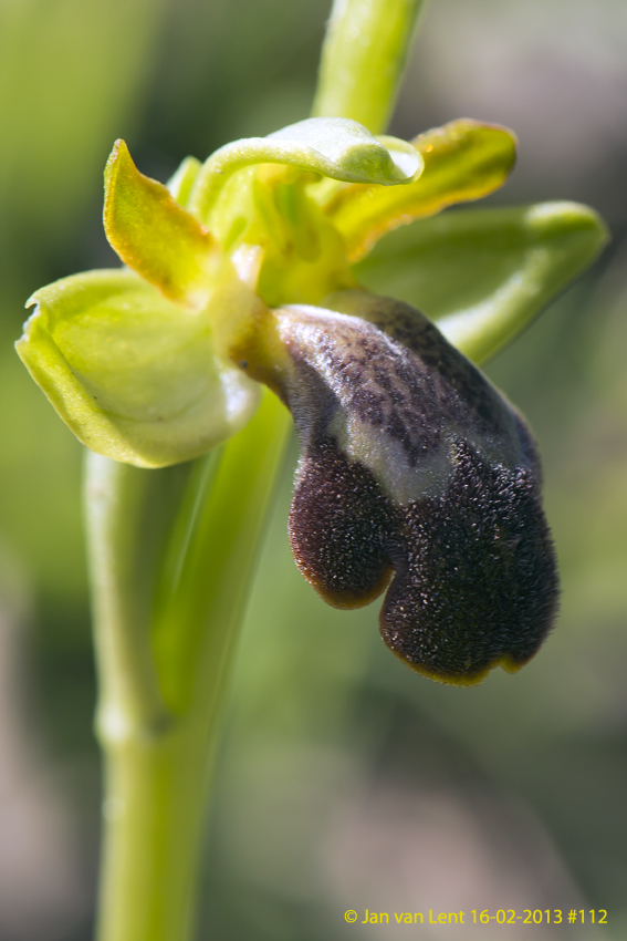 Ophrys sitiaca, Plakés, © JvL 16-02-2013 #112