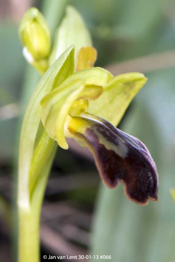 Ophrys sancti-isidorii, Anemomilos, © JvL 30-01-13 #066.