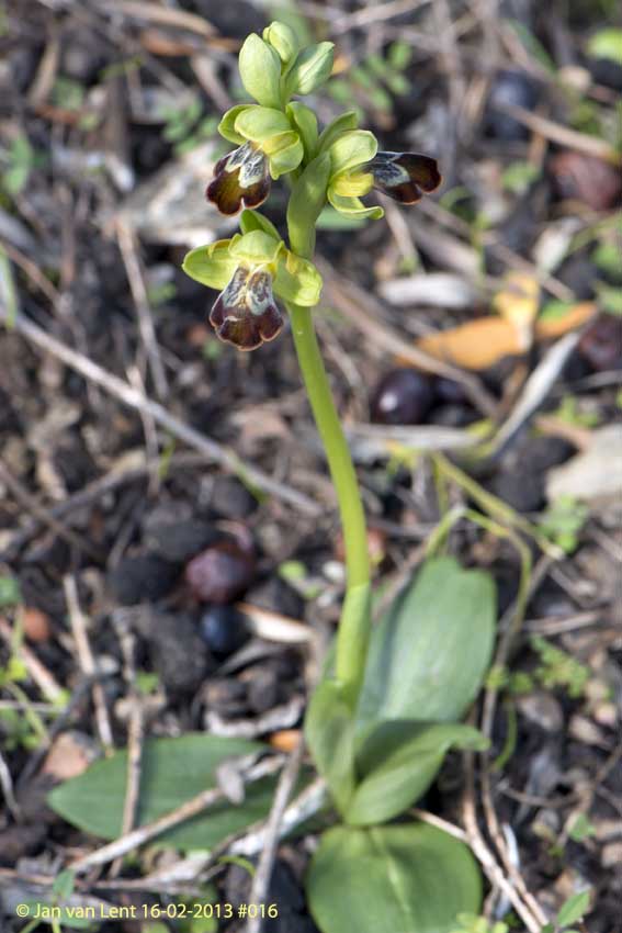 Ophrys. leucadica, Plakés, © JvL 16-02-2013 #016
