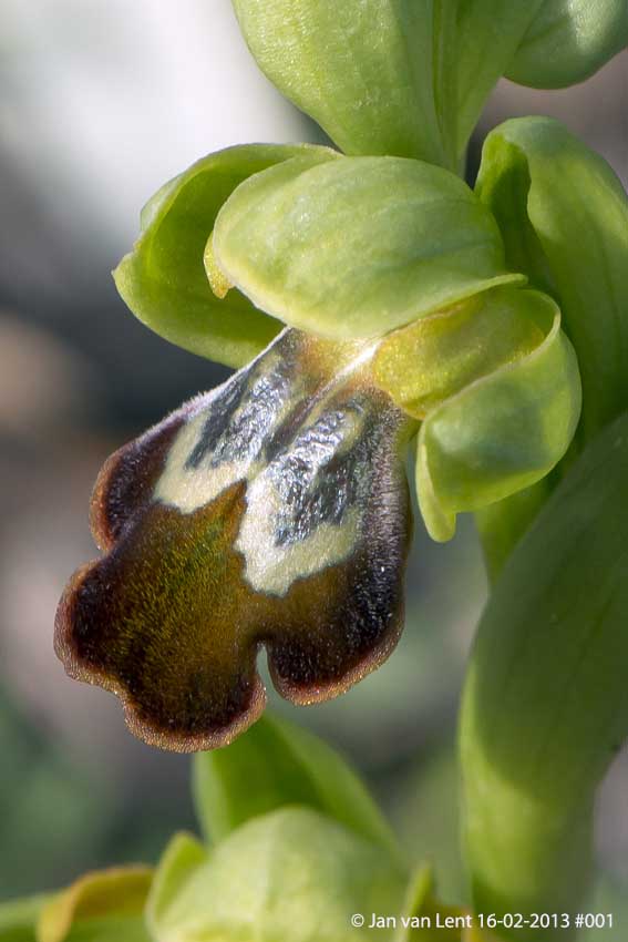 Ophrys. leucadica, Plakés, © JvL 16-02-2013 #001