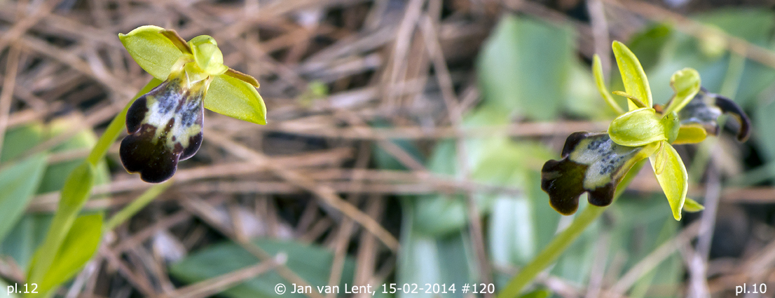 Pl.12: Ophrys leucadica orientalis & pl.10: Ophrys lindia, Lambou Mili, © Jan van Lent, 15-2-14.