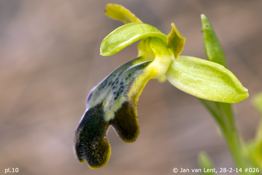 Pl. 10: Ophrys lindia. Lambou Mili p. © Jan van Lent, 28-2-14 #026