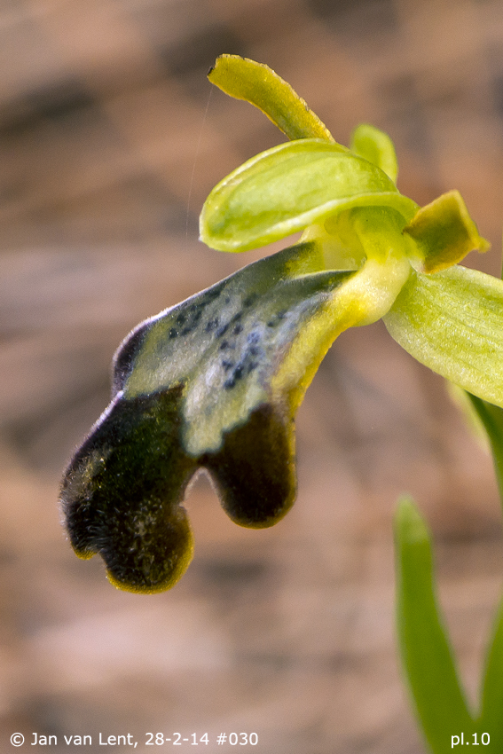 Pl.10: Ophrys lindia, Lambou Mili p. © Jan van Lent, 28-2-14 #030