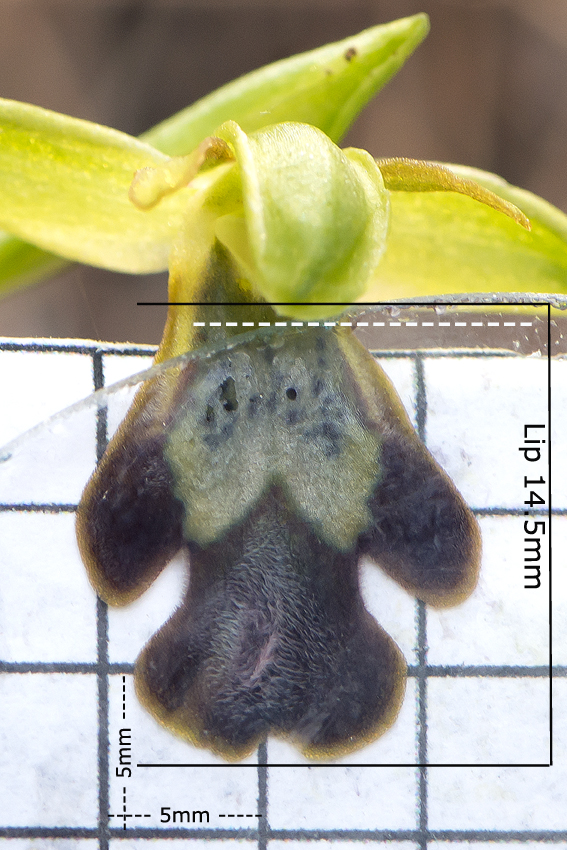 Pl.10: Ophrys lindia, Lambou Mili p. © Jan van Lent, 15-2-14 #139