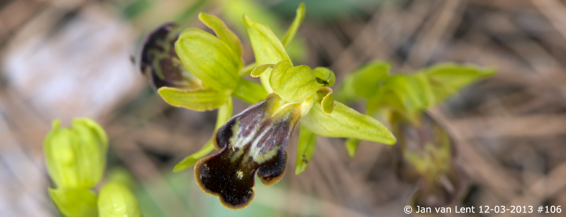  Pl.7: Ophrys pelinaea © Jan van Lent, 12-03-2013 #106