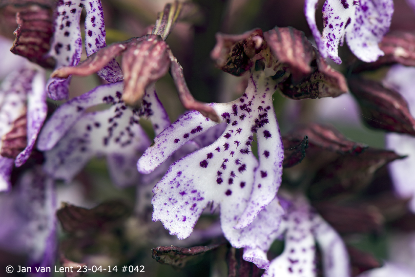 Orchis purpurea, Mt. Fouga, © Jan van Lent 23-04-14 #042