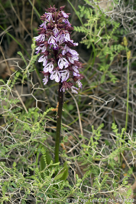 Orchis purpurea, Mt. Fouga, © Jan van Lent 23-04-14 #023
