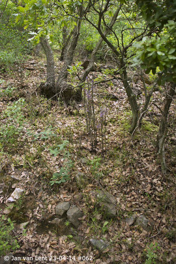 Limodorum abortivum, Mt. Fouga, © Jan van Lent 23-04-14 #062