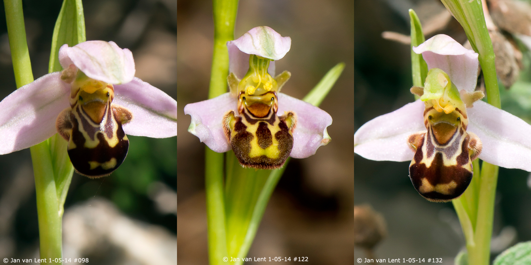 3x Ophrys apifera, Mt. Fouga © Jan van Lent 1-05-14 #098, 122, 132