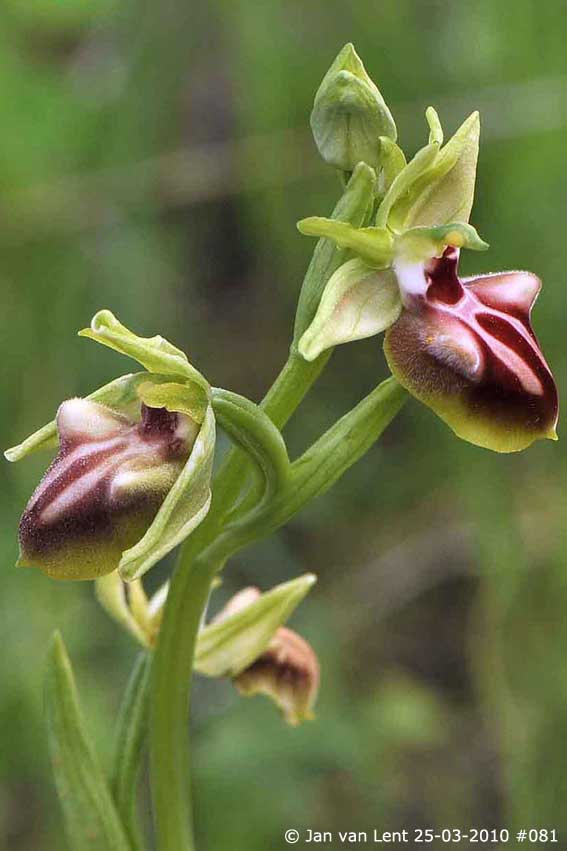 24 mrt 10 081 Ophrys mammosa hyper, Eftalou, 