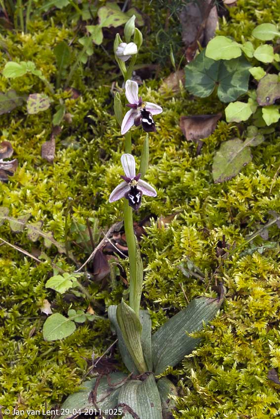 Ophrys reinholdii © Jan van Lent 29-04-2011#025 