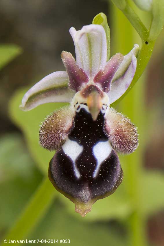 Ophrys reinholdii? Melies © Jan van Lent 7-04-2014 #053