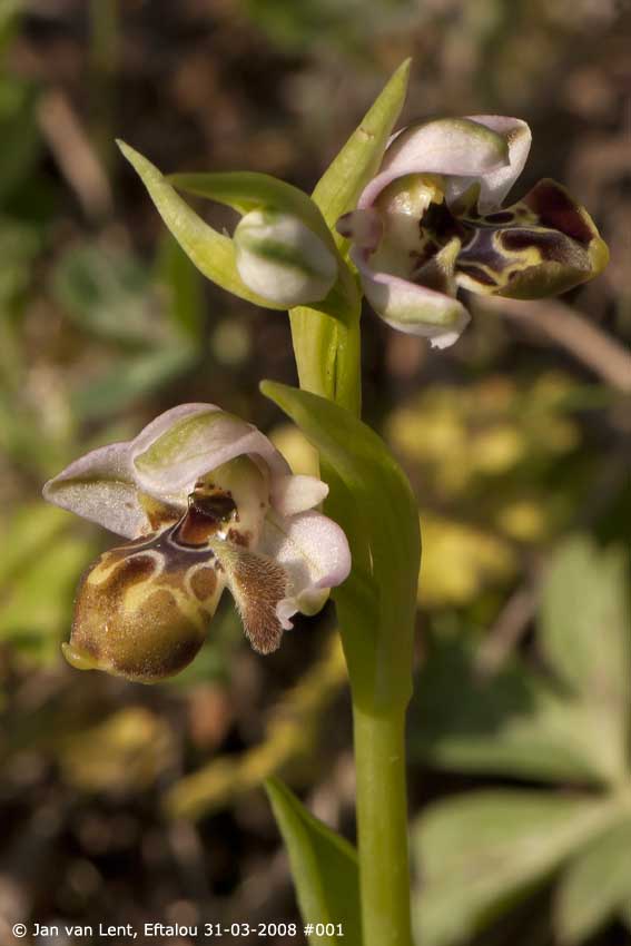 Ophrys umbilicata, Eftalou. © Jan van Lent 31-03-08 #001