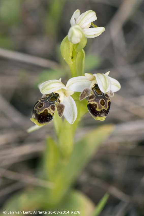 Ophrys umbilicata, © Jan van Lent, Alifantá 26-03-2014 #276