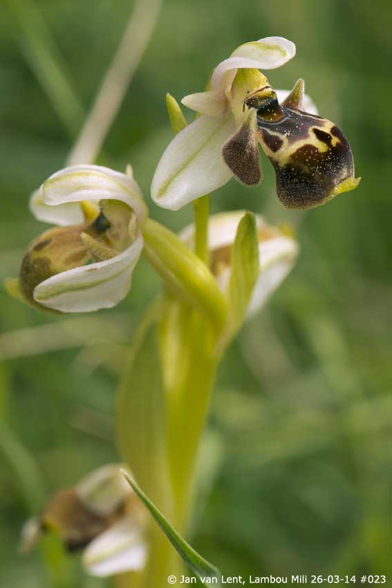 Ophrys umbilicata, Lambou Mili © Jan van Lent 26-03-14 #023