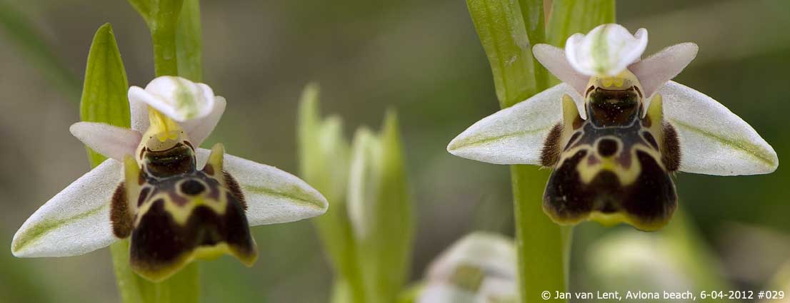 Ophrys umbilicata, Avlona beach © Jan van Lent 6-04-2012 #029