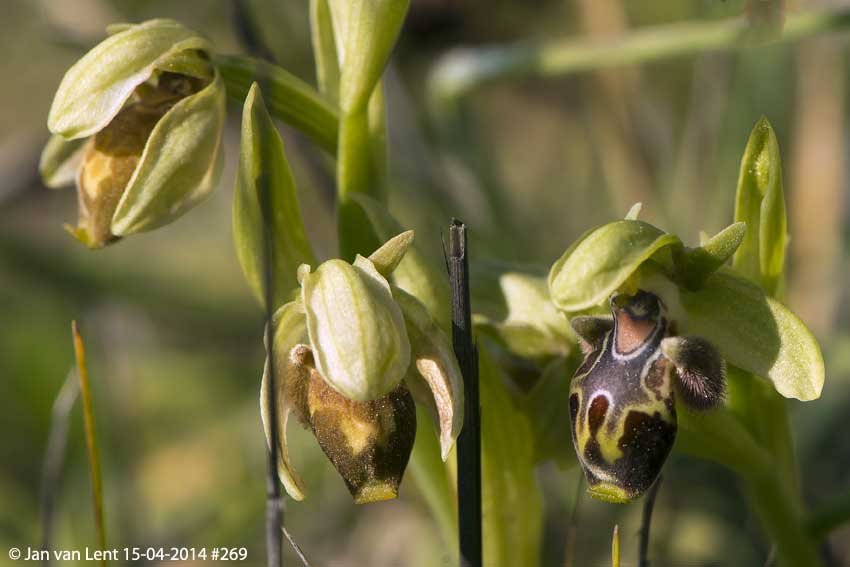 Ophrys bucephala, Spides © Jan van Lent 15-04-2014 #269